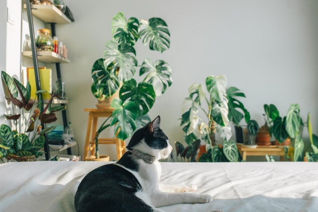 Demystifying Diffuser Safety: Non-Toxic & Pet-Friendly Home - minimalist diffuser pet
