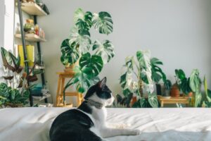 Demystifying Diffuser Safety: Non-Toxic & Pet-Friendly Home