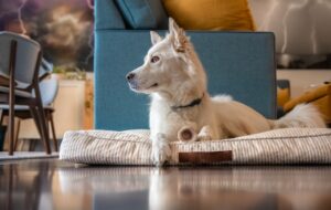 Pet-Safe Home Fragrance: Elevating Your Clean Sanctuary